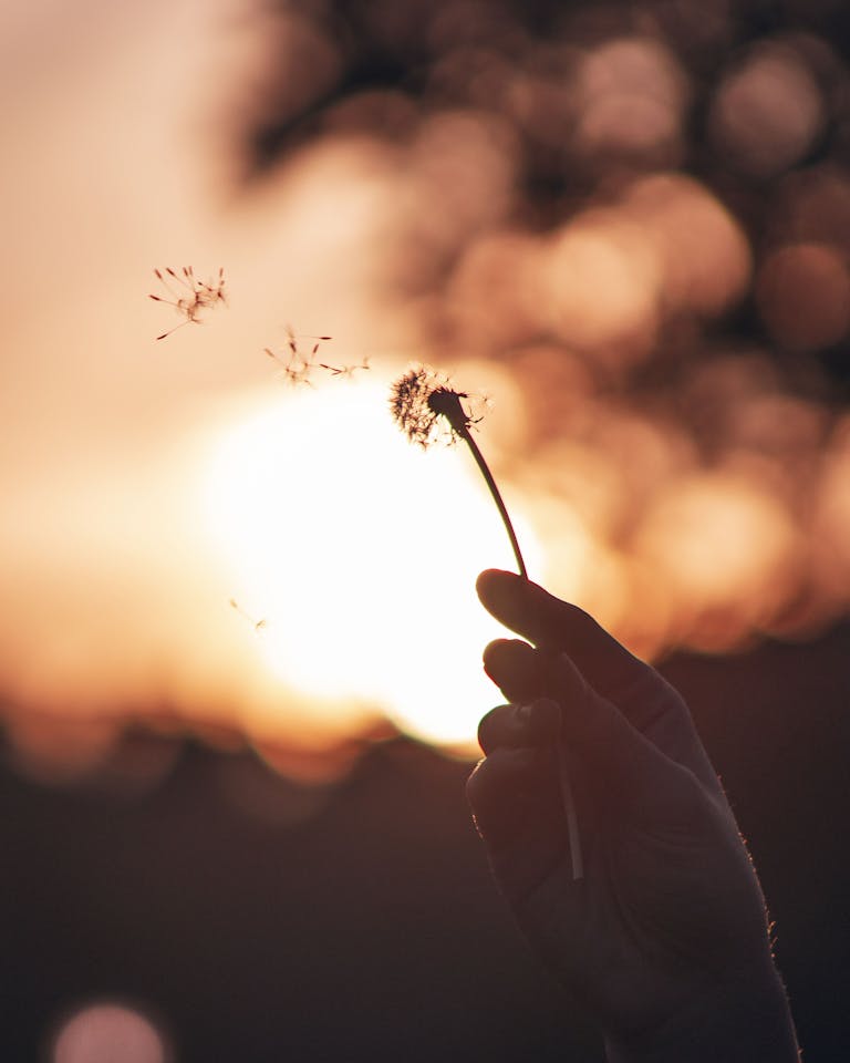 A hand holds a dandelion silhouette against a vibrant Chicago sunset sky.